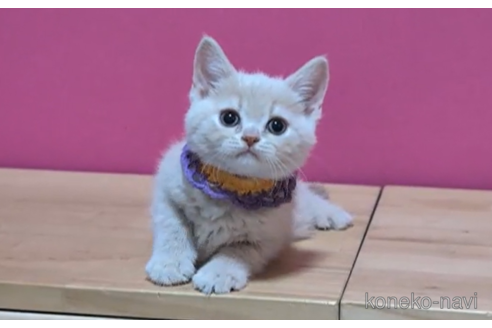 成約済の東京都のマンチカン-100754の6枚目